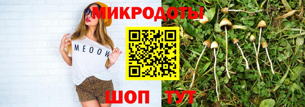 Псилоцибиновые грибы Psilocybe Сосновоборск